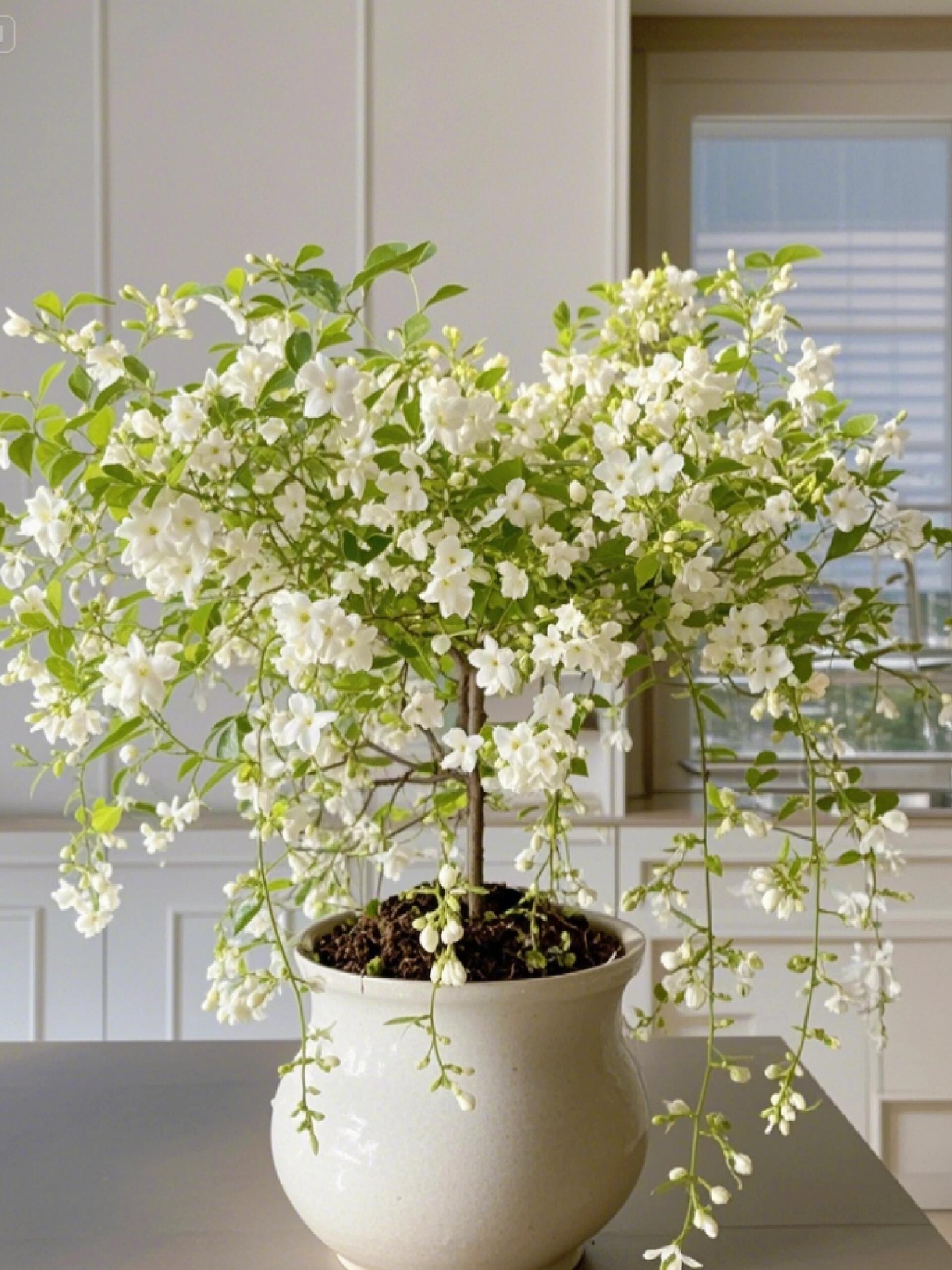 BUY 2 GET 1 FREETrailing Jasmine Seeds Bridal Veil High Germination Rate Nodding Clerodendron Easy to Grow Long Lasting Aroma for Home Garden Fragrant Blooms Rare Cascading Jasmine Perfect for Balconies & Indoor Pots