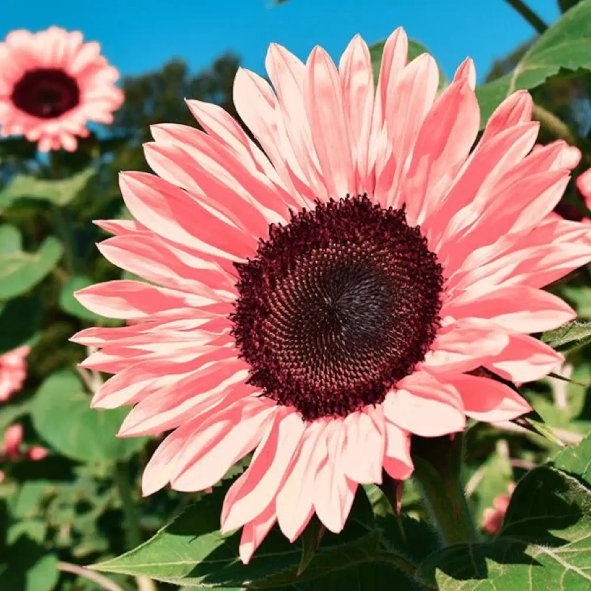 Pink Sunflower Seeds (50pcs) Bulk Pack - Non-GMO Heirloom, Full Sun Plants, High Germination, Easy to Grow for Outdoor Gardening, Garden Planting Supplies