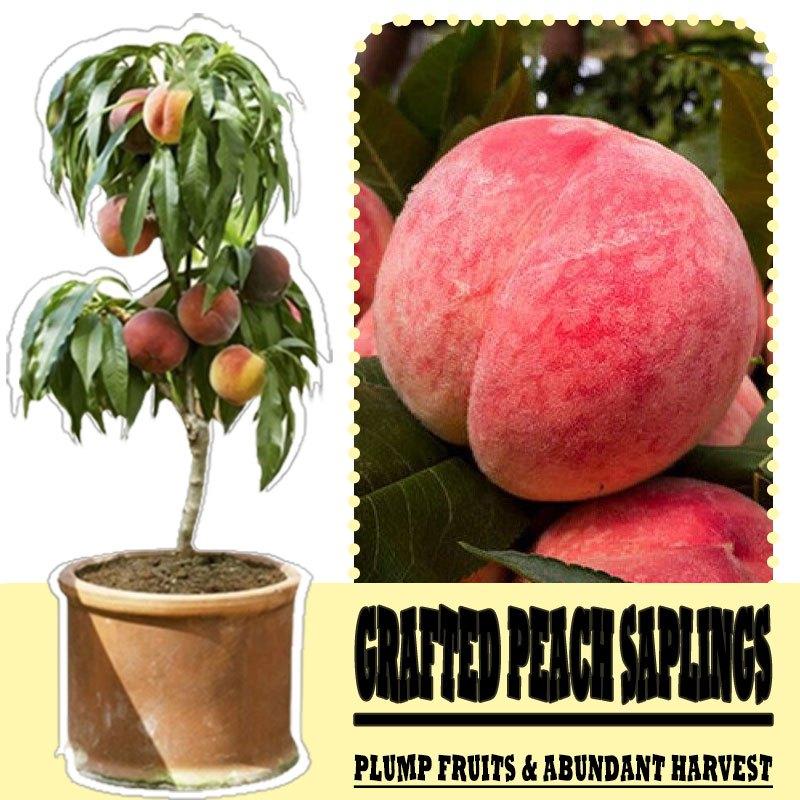 Grafted Peach Saplings - Richly Sweet & Juicy with Strong Roots for Potted Plants - Easy Maintenance and Abundant Harvest