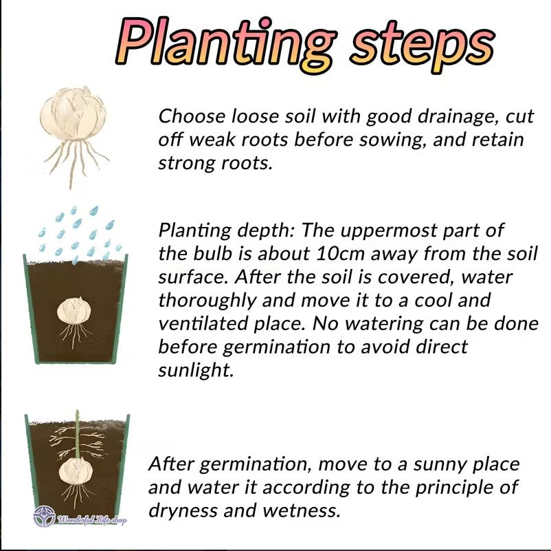 Wangchuan Autumn Water Lotus - Solid Bulbs + Bright Flowers + Compact Potted Flowers