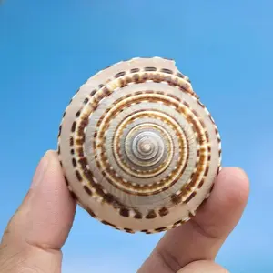 Natural Large Conch Shell Straw Hat Snail Wheel Snail Tank Landscaping White Coral Ornament Starfish Ocean Specimen Collection