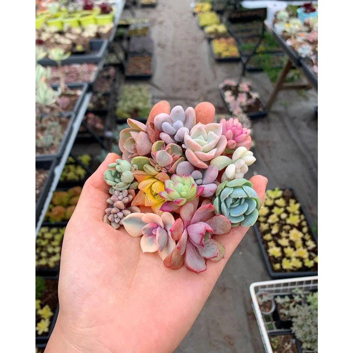 succulent/cactus cuttings-Rare Succulents 12/15/24/30 pieces, mixed DIY rare live succulent plant cuttings, 1-1.5 inches random mysterious bulk succulent plants, no roots, no pots, no soil, garden indoor office desk decoration