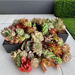 Rare Succulent Propagations 0.5–1.5 inch – 12/24pcs Premium Live Succulent Stems, Easy Care Indoor Décor Plants, DIY Garden & Unique Gift for Succulent Lovers