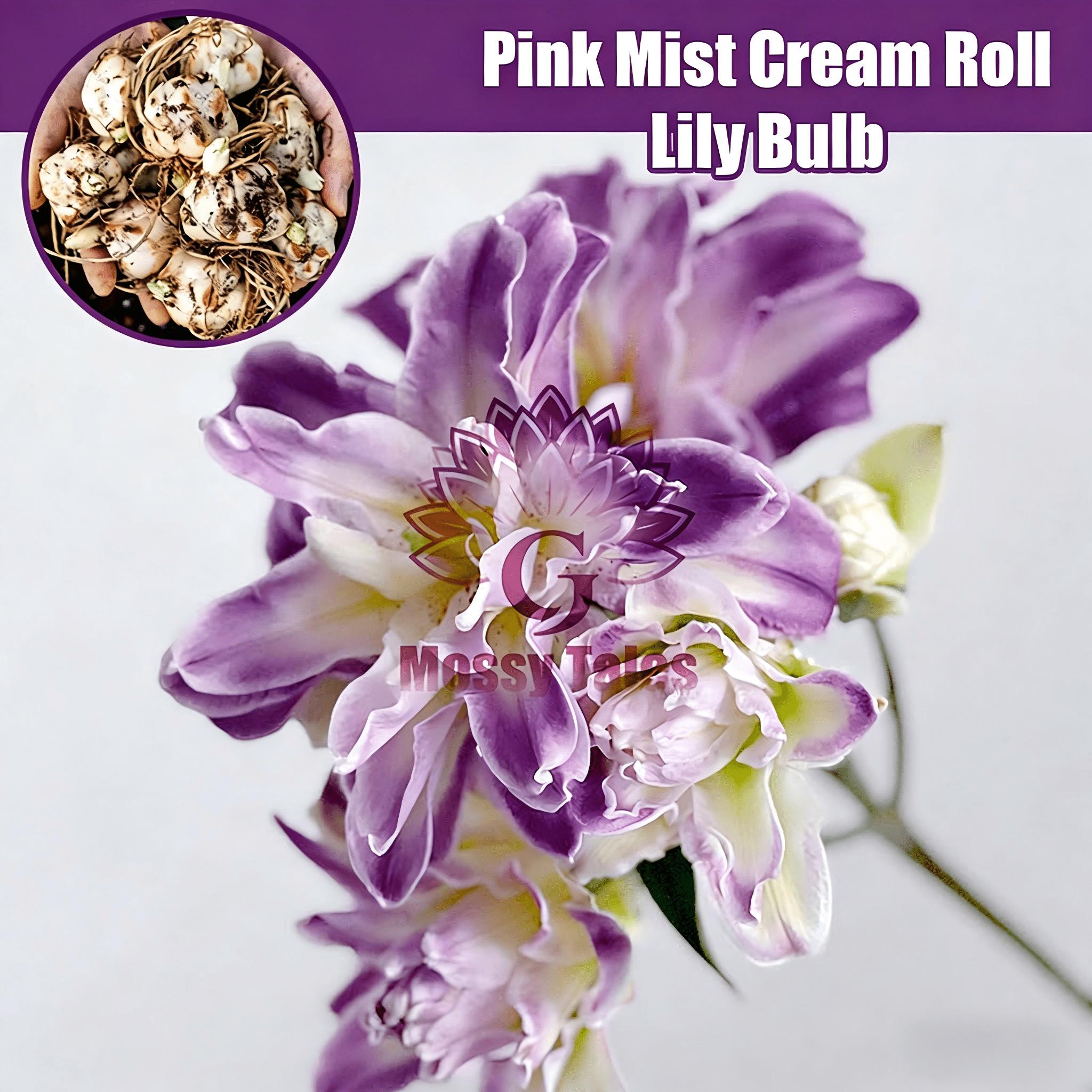 Double Flower Royal Purple Spinning Lily | Intense scented, easy-to-care evergreen for indoor vases and garden growing.
