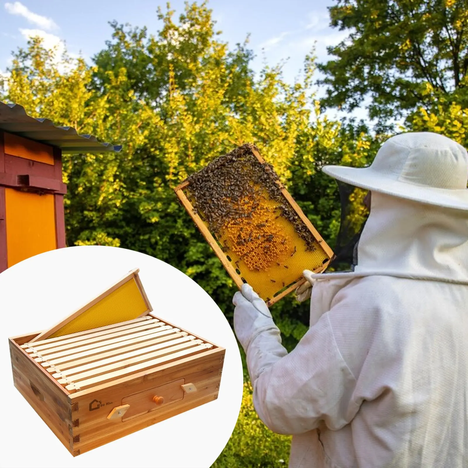 Langstroth 10-Frame Medium Beehive Box with Acrylic Window – Pre-Coated Natural Beeswax – Weatherproof Cedar Wood – Includes Frames & Waxed Foundations – Easy Assembly Starter Kit for Beekeeping