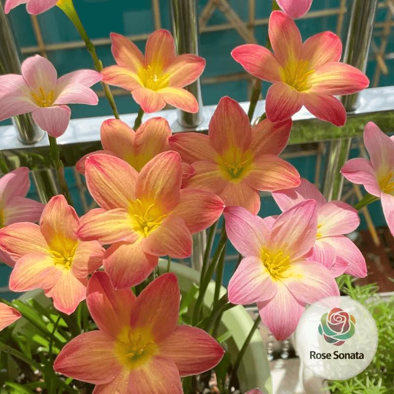 Rain flower bulbs - grown and flowering year-round, ideal for indoor potted flowers. Mature bulbs (non-seed) have high germination rates, large and colorful flowers, easy to grow, suitable as garden floral gifts, or for beginners.