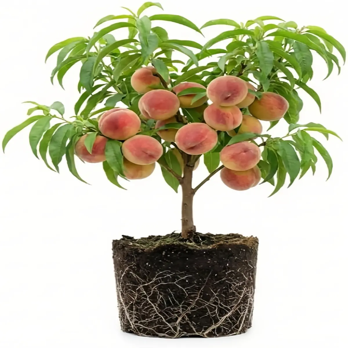 Peach Tree Live Plant, Up to 2 Ft Tall, Sweet Fruit Tree, Attracts Pollinators, Breathtaking Fragrant Pink Blossoms, for Outdoor Garden & Patio, Ideal for Beginner and Experienced Gardeners