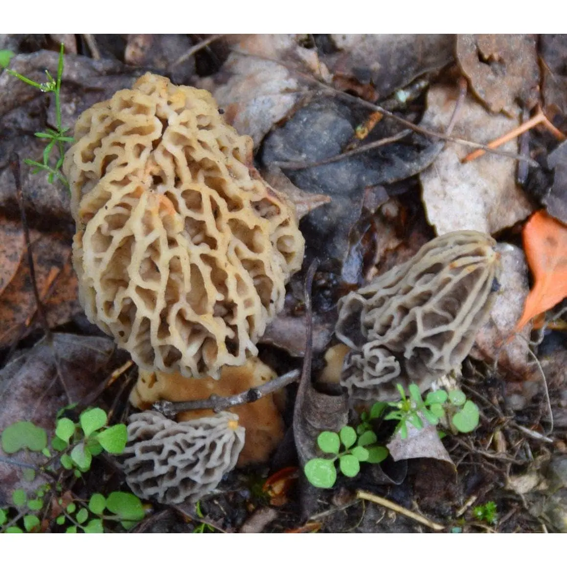 Morel Mushroom Growing Kit (Morchella) | Compatible with Any Soil Type Across the U.S., Outdoor Garden & Backyard Cultivation, Full Instructions Included