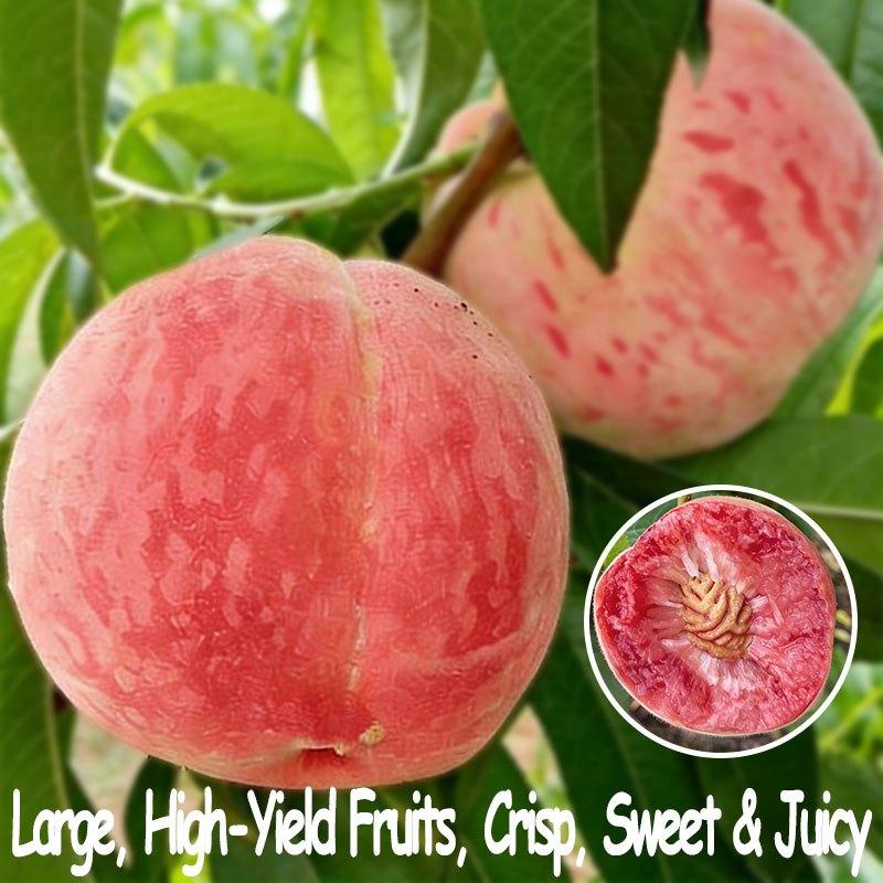 Grafted Peach Saplings - Richly Sweet & Juicy with Strong Roots for Potted Plants - Easy Maintenance and Abundant Harvest