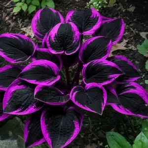 300 high-quality hosta seeds  . guaranteed viable with no bad seeds. A perennial shade plant, perfect for gardens and yards. Made in the USA |   Non-GMO |