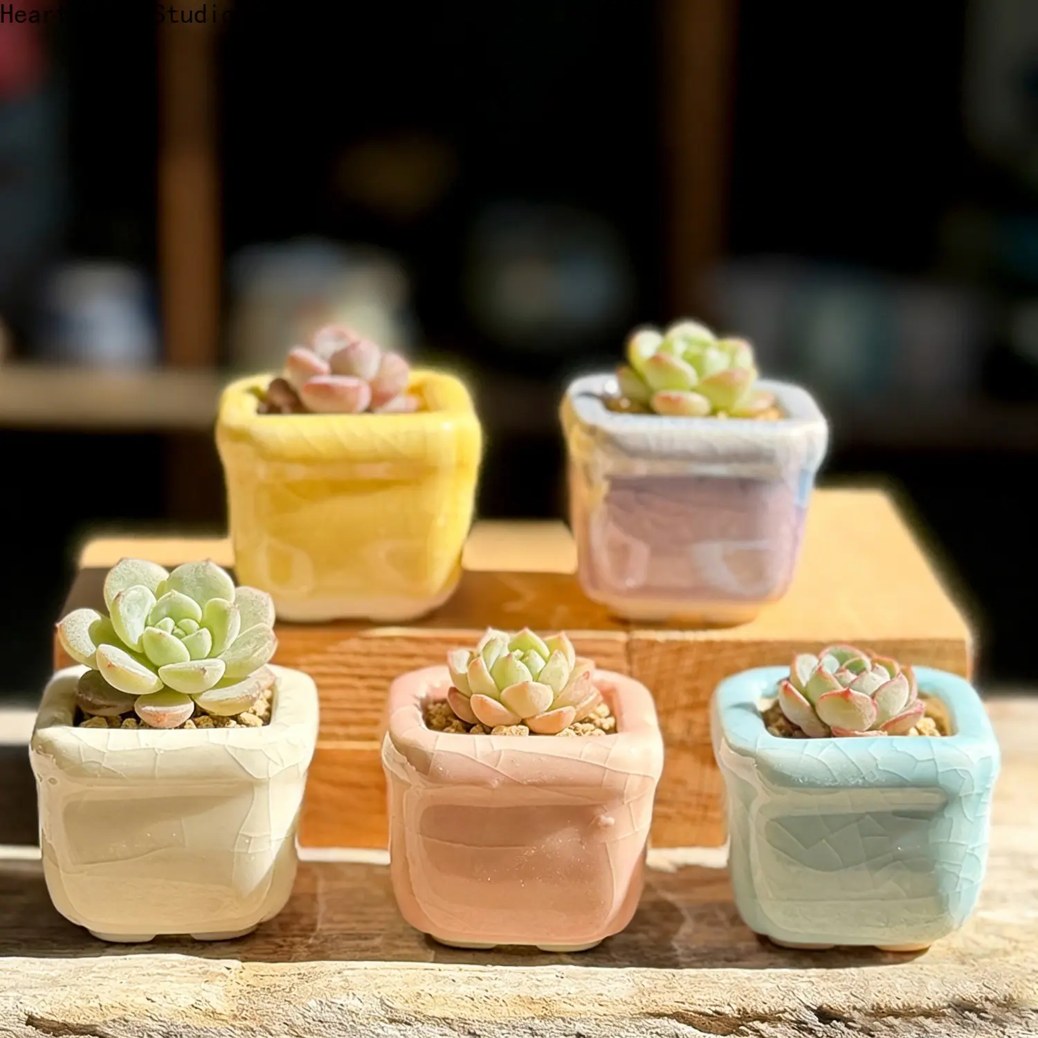 Fresh and minimalist mini gradient-colored pot for succulents—breathable, moisture-retaining, and designed for seedling propagation and shape control.