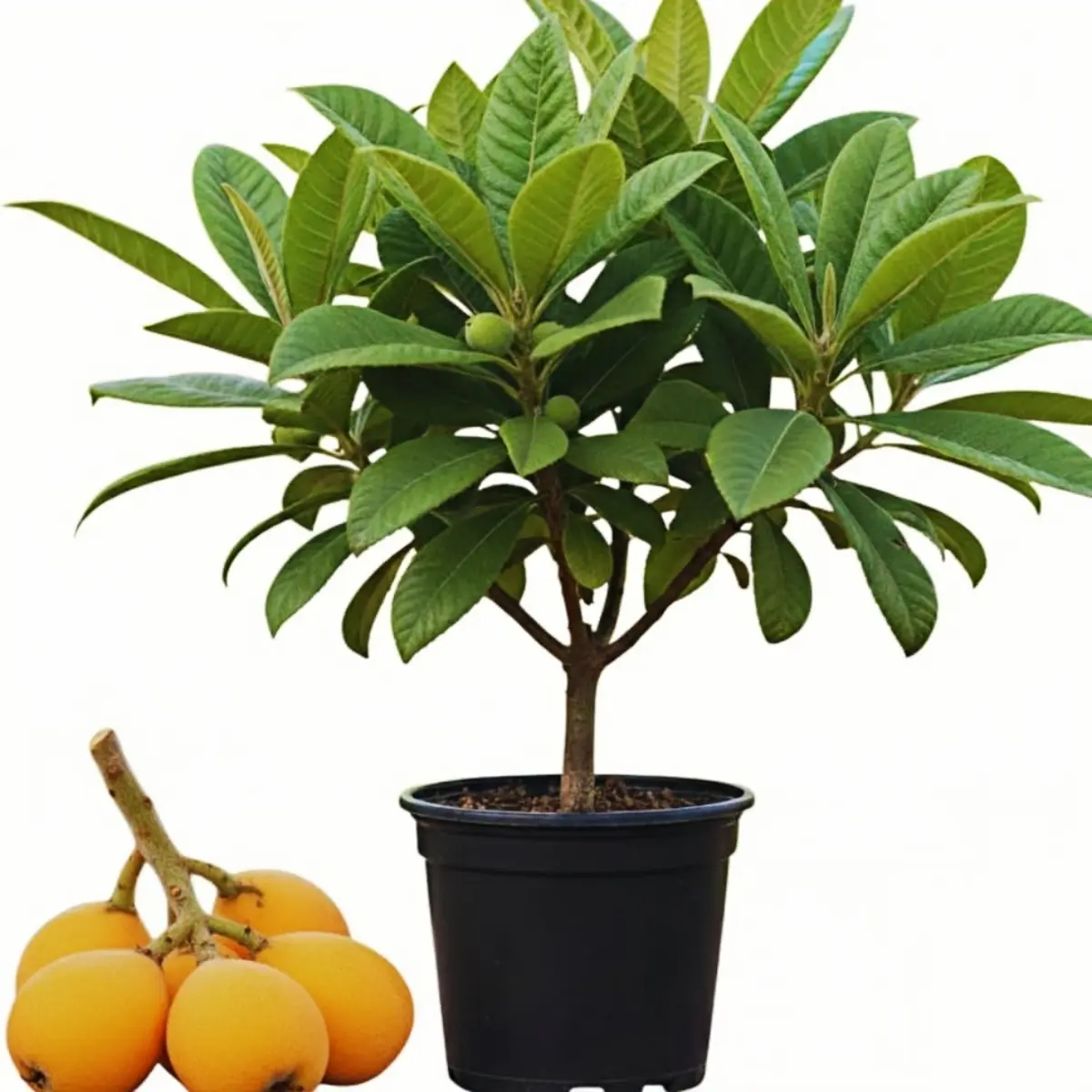 Loquat Tree Live Plant, Golden Loquat Plant Live, Cold Hardy Fruit Tropical Plant, Home Orchard Planting, 4 Inc Pot