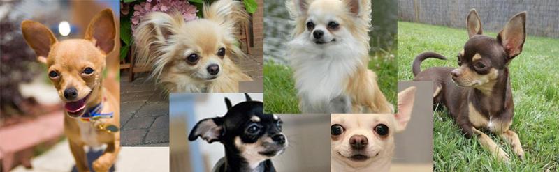 WAGGING WHISKERS Paws & Co.6-Piece Striped Shirt Set: Sleeveless Cotton Puppy Dog Shirts, Breathable Pet Apparel Tank Tops, Colorful Sweatshirts for Small & Medium Dogs