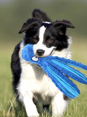 Four angels-Dog Squeaky Toys Octopus - No Stuffing Crinkle Plush Dog Toys for Puppy Teething, Durable Interactive Dog Chew Toys for Small, Medium and Large Dogs Training and Reduce Boredom-MRWJ pet