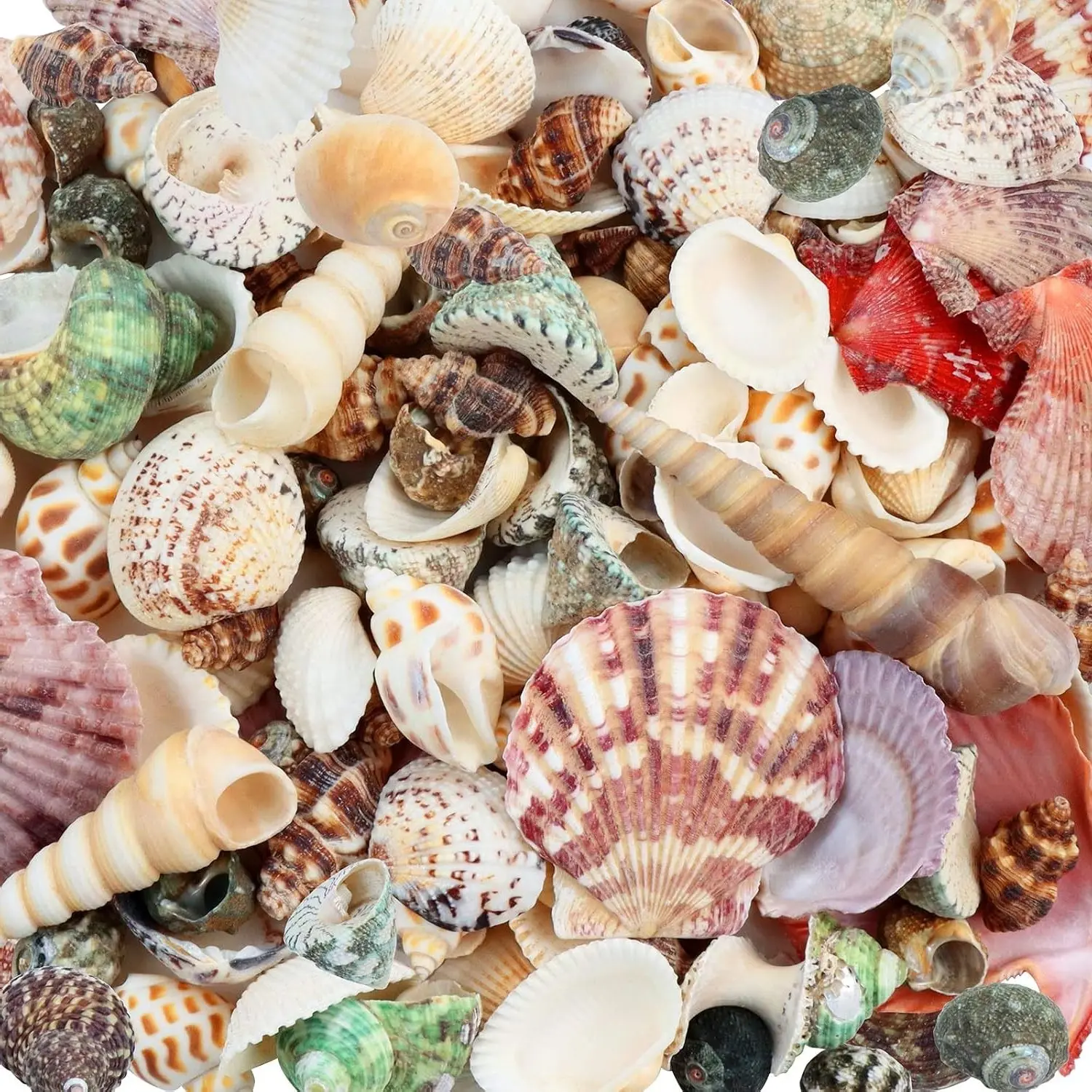 200 Pcs Bulk Mixed Ocean Beach Seashells - Various Sizes Natural Sea Shells for Crafts, Home Decorations, Beach Theme Party, Wedding Decor, DIY CraftingGift