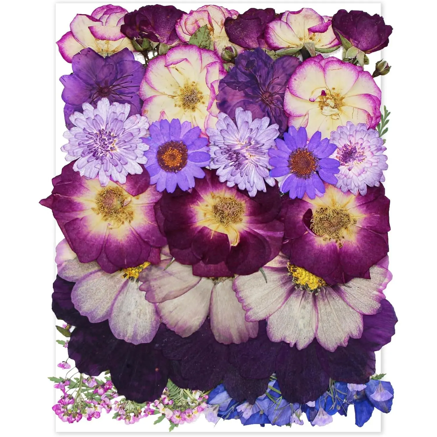 Large Purple Pansy Dried Pressed Real Flowers - DIY Crafts Embellishment for Resin, Nail Art, Home Fragrance Projects, Diy Jewelry