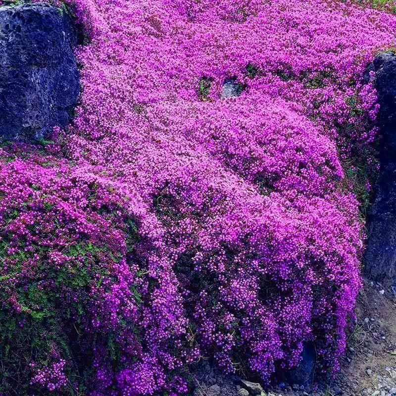 200 purple creeping thyme seeds for planting perennial groundcovers, traditional flowers, non-GMO, rock rose seeds