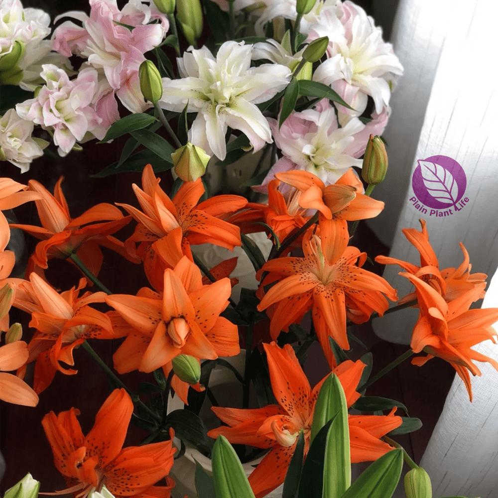 Mixed-color lily bulbs, perennial bulbs, easy to plant and maintain, garden balcony potted decorative seedlings, cold-resistant and heat-resistant, a must for home gardening landscapes