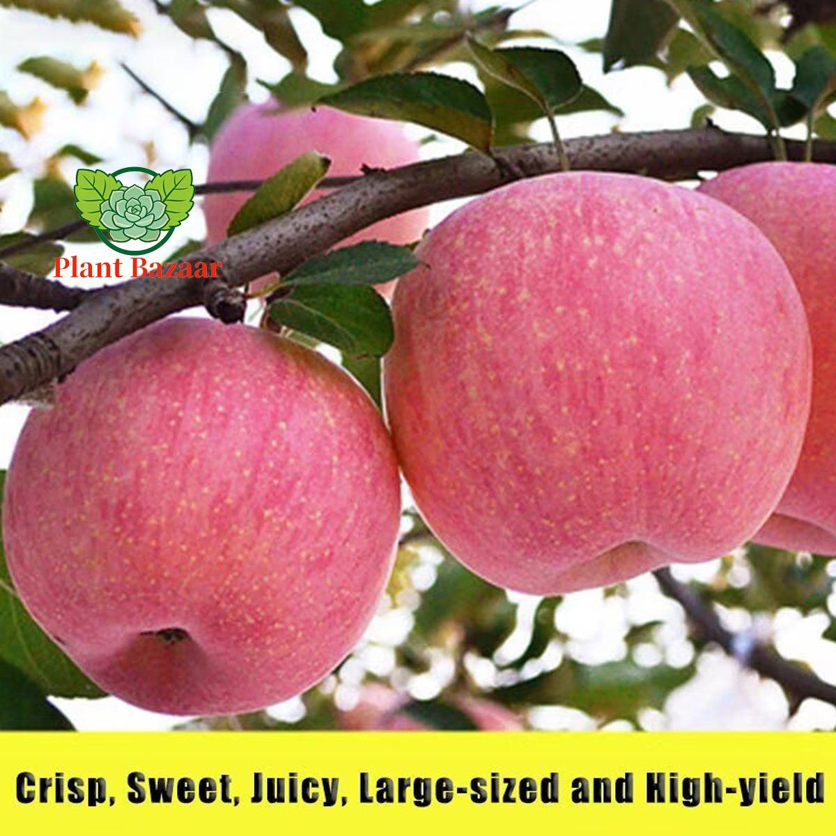 Semi-dwarf Honey Crispy Apple Tree Seedlings - Easy-to-grow fruit trees with high survival rates, ideal for home gardens and yards, hard, cold-resistant and fast-growing, suitable for beginners and home backyards