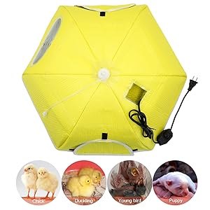 Large Chick Brooder Heating Plate Chick Brooder Box 21.6" Heat Up To 50 Chicks, Chick Warmer Chicken Coop Heater Poultry Brooder For Chick Duckling Quail Goose Bird Hatchling