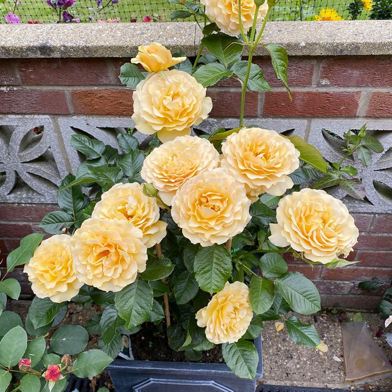 200 + Mixed Rose Seeds - Outdoor Flower Seeds, Rose Seeds, Home Garden Blooms