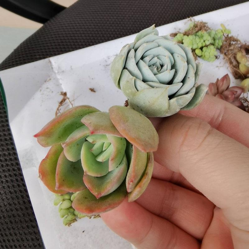 Succulent plant Sedum 15 pot set, dry and easy to raise, indoor desktop mini potted plant, bare root novice friendly