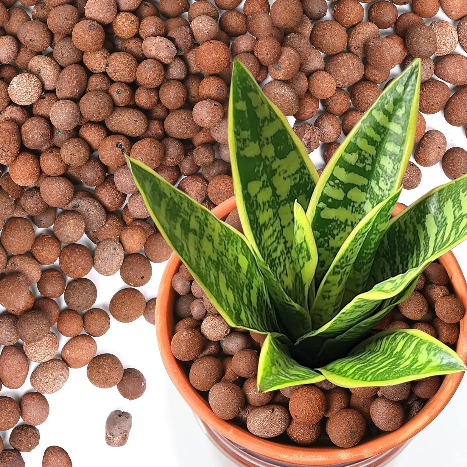 for  1.5 QT, LECA Clay Balls for Hydroponics | Expanded clay  for orchids, aquaponics and semi-hydroponics; lightweight  media for drainage and soil aeration