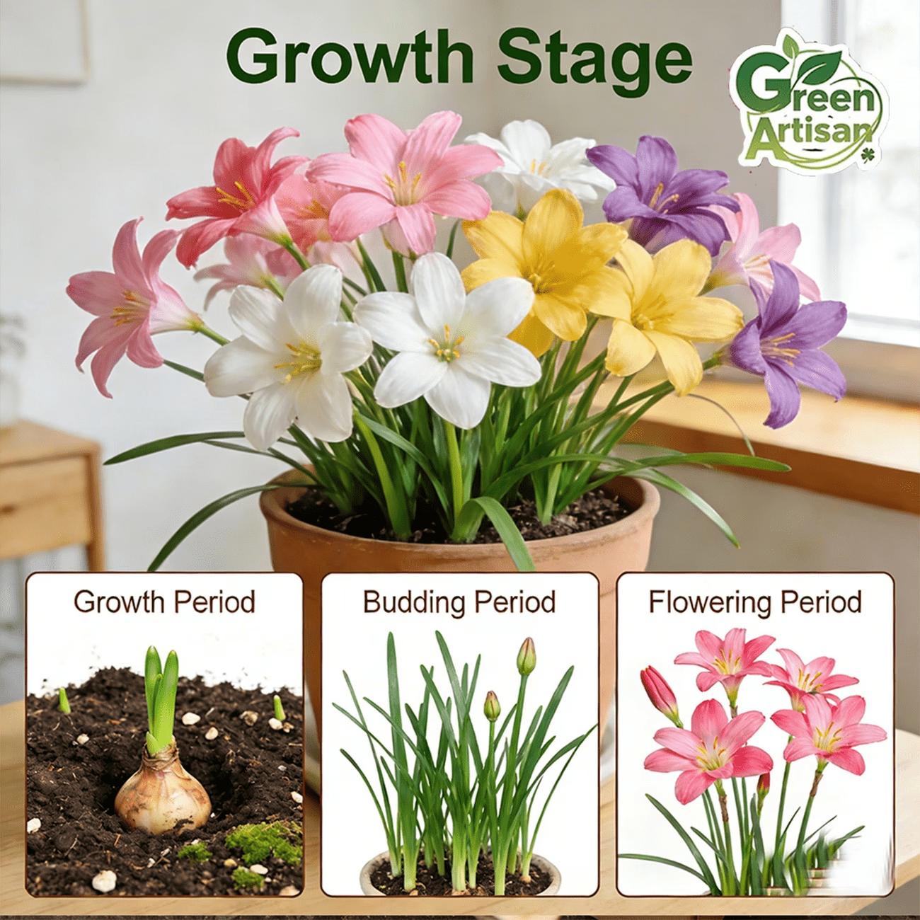 Rain lily bulb, novice-friendly