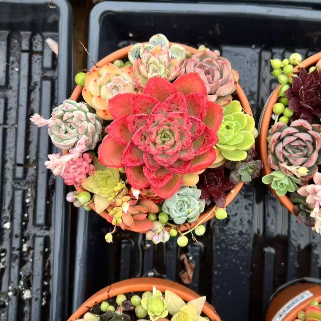 Colorful Assortment -Potted Succulents Combo -Rare Succulent 12/15/24/30 pieces, mixed DIY rare live succulent plant cuttings, 1-1.5 inches random mysterious bulk succulent plants, no roots, no pots, no soil, garden indoor office desk decoration