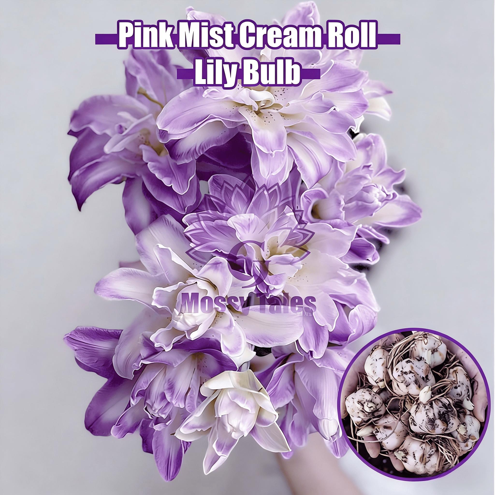 Double Flower Royal Purple Spinning Lily | Intense scented, easy-to-care evergreen for indoor vases and garden growing.