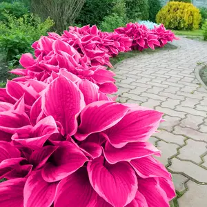 300 high-quality hosta seeds  . guaranteed viable with no bad seeds. A perennial shade plant, perfect for gardens and yards. Made in the USA |   Non-GMO |