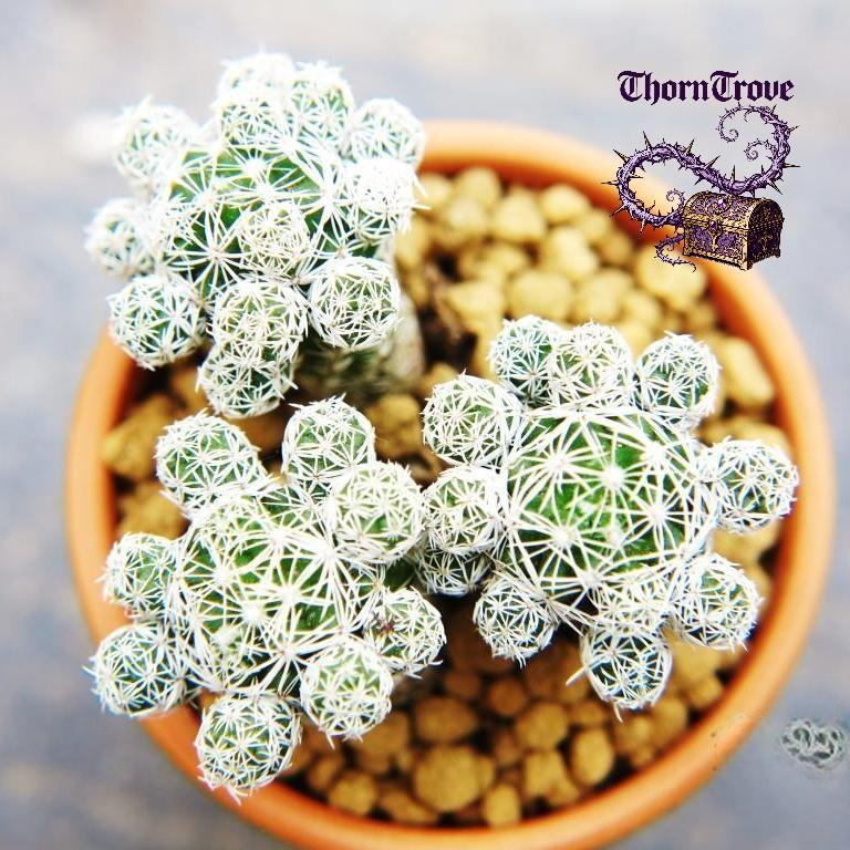 White Bird Cactus - Snow White Pompom-Pom, Thornless and Safe, Easy to Raise Succulents, Suitable for Tabletop Decoration