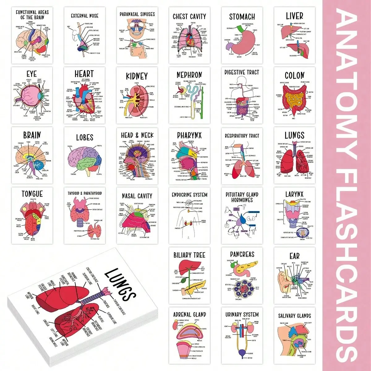 30 Human Organs Flashcards Set, Flash Cards for Studying, Anatomy Education for Home School, Quick Study Memory Aid, Portable Learning Tool