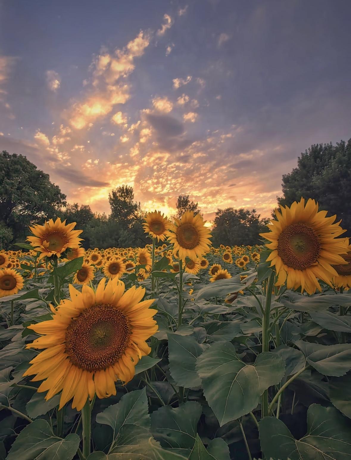 3600 Seeds of Rose Carnation Cosmos Lavender Sunflower Bonus Climbing Rose Gift Her a Garden of LoveValentine's Day & Mother's Day LoveSeed