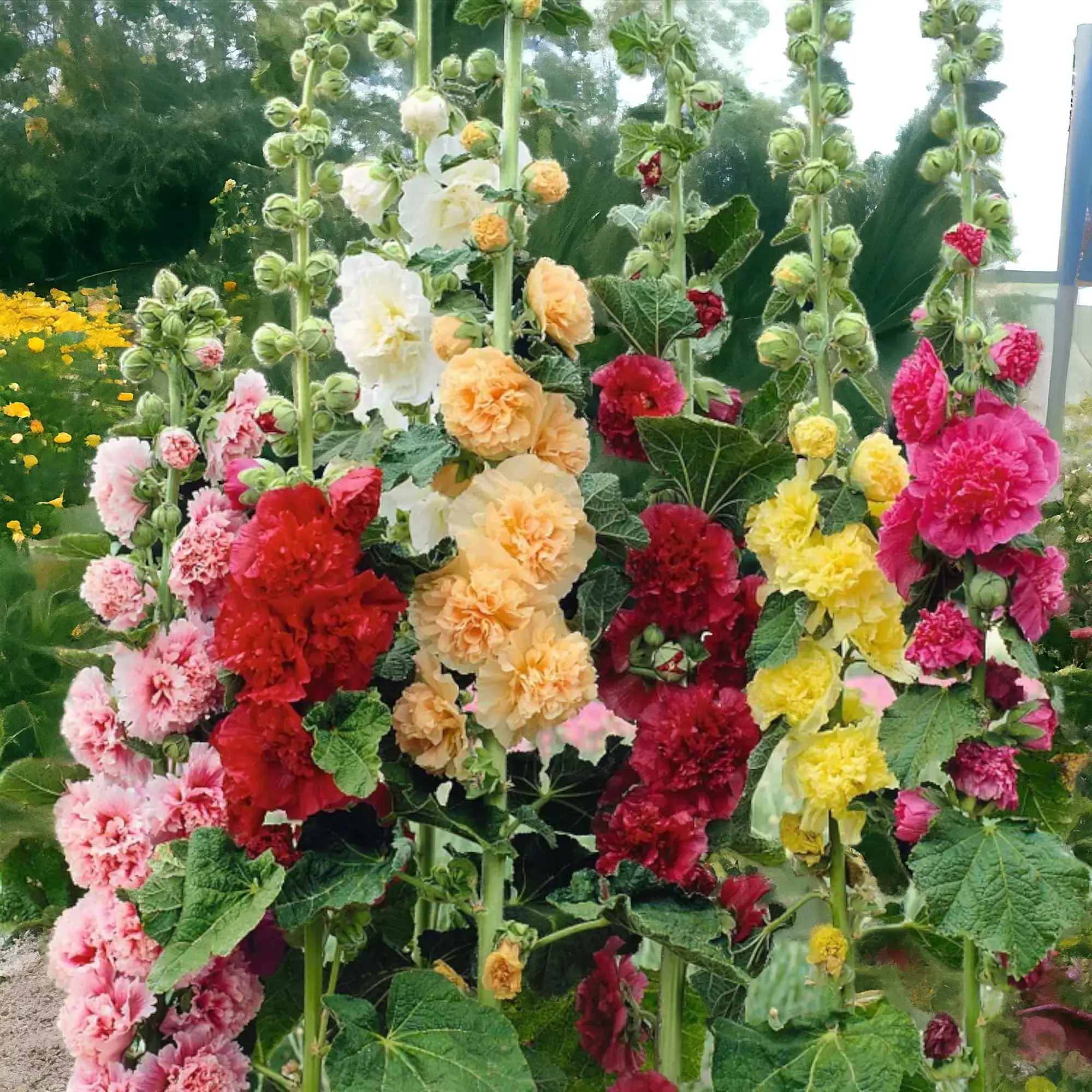 100pcs Double Hollyhock Seeds - Mixed Radiant Rose Colors, Non-GMO Heirloom Hardy Biennial, 5-8 ft Tall Blooms for Cottage Gardens, Pollinator-Friendly Backdrops & Classic Garden Aesthetics