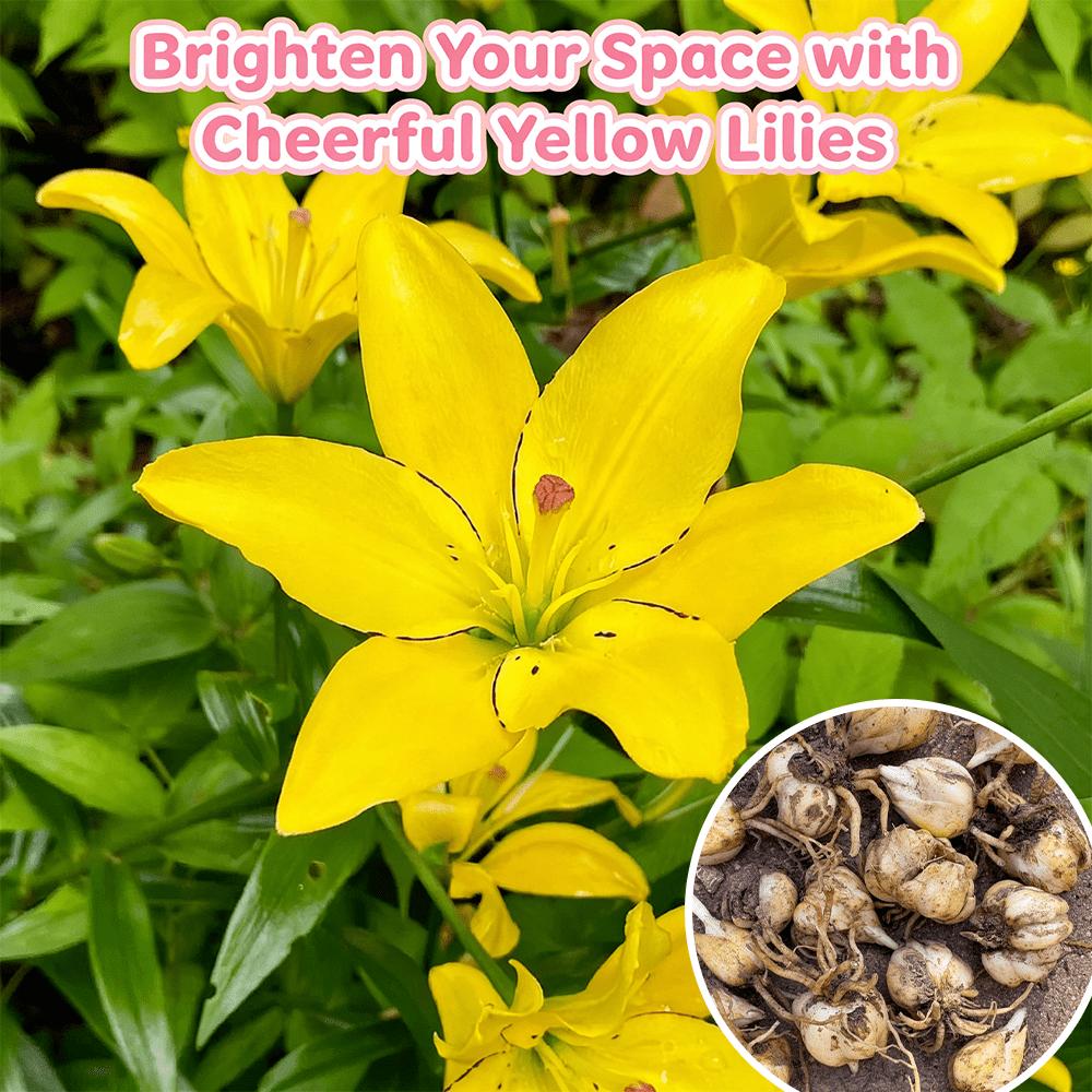 Flower Yellow Eye Lotus Bulbs - Red root, true flowering bulbs, suitable for spring planting, for home garden or outdoor flower bed decoration.