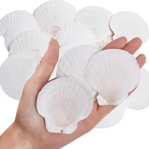 30PCS Natural 2''-3'' Real White Scallop Sea Shells from Beach for DIY Craft Painting Decor Ocean Themed Party Wedding