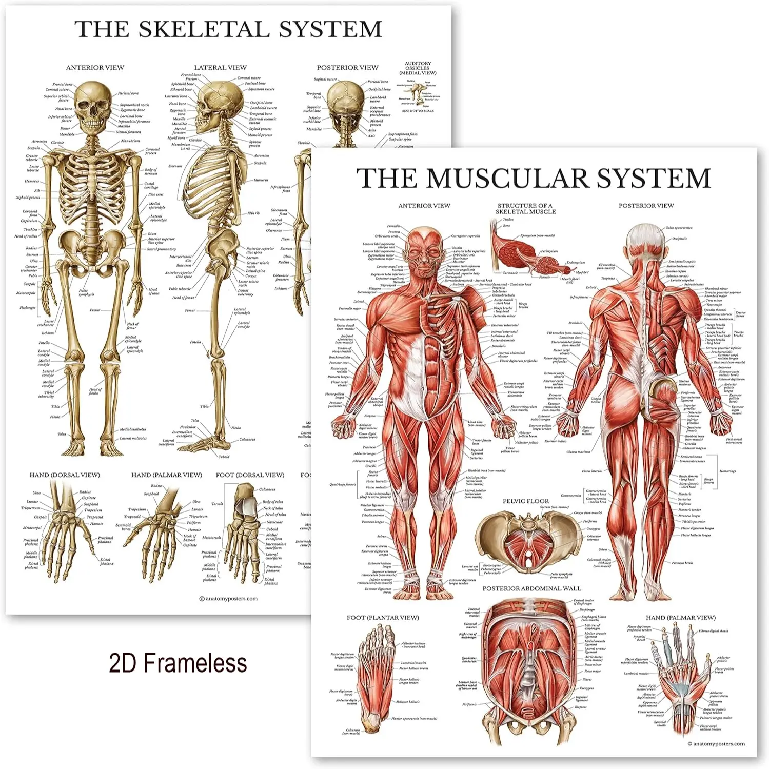 2-piece set,  Musculoskeletal System Anatomy Poster Set—Human Skeletal and Muscular Anatomy Charts, Decoration Artistic, printed on canvas, 2D, unframed, Wall Decor Pictures