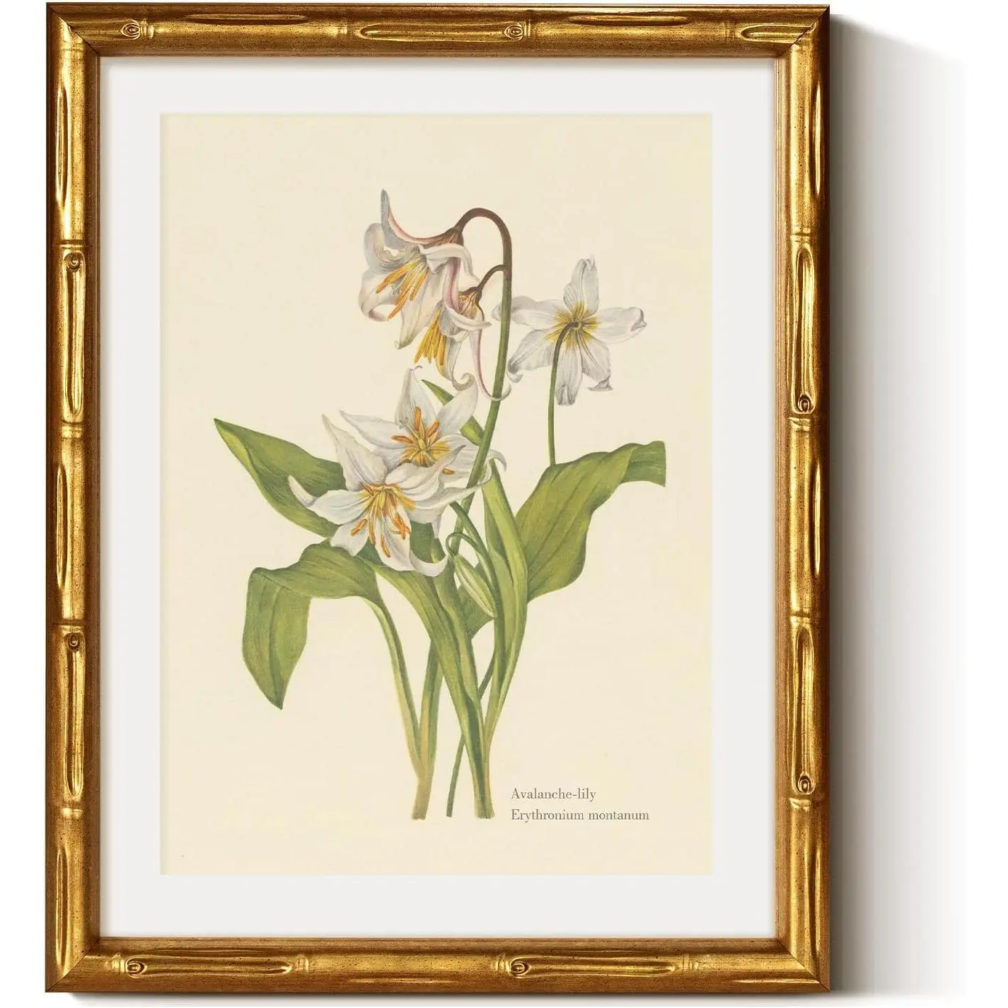 VIYYIEA Gold Framed Bamboo Wall Art, Vintage Avalanche Lily Botanical Prints, Flowers Pictures Wall Decor, Antique Plant Artwork with Mat, Vintage Home Decor for Living Room 14L x 11W
