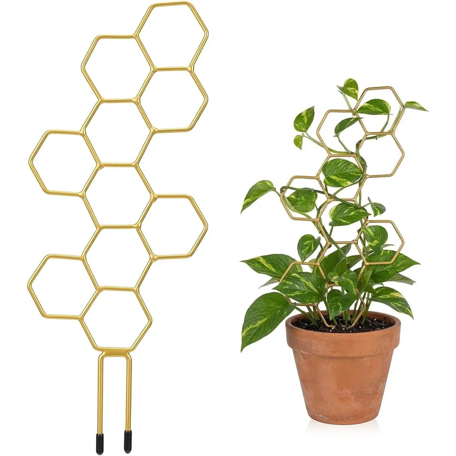 Trellis Indoor, Trellis for Climbing ,  Planters for Planting Houseplant  Wall,  Pothos Planting Climber Support for Flower Indoor  Supports()