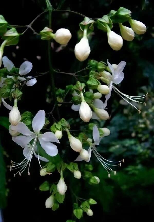 BUY 2 GET 1 FREETrailing Jasmine Seeds Bridal Veil High Germination Rate Nodding Clerodendron Easy to Grow Long Lasting Aroma for Home Garden Fragrant Blooms Rare Cascading Jasmine Perfect for Balconies & Indoor Pots