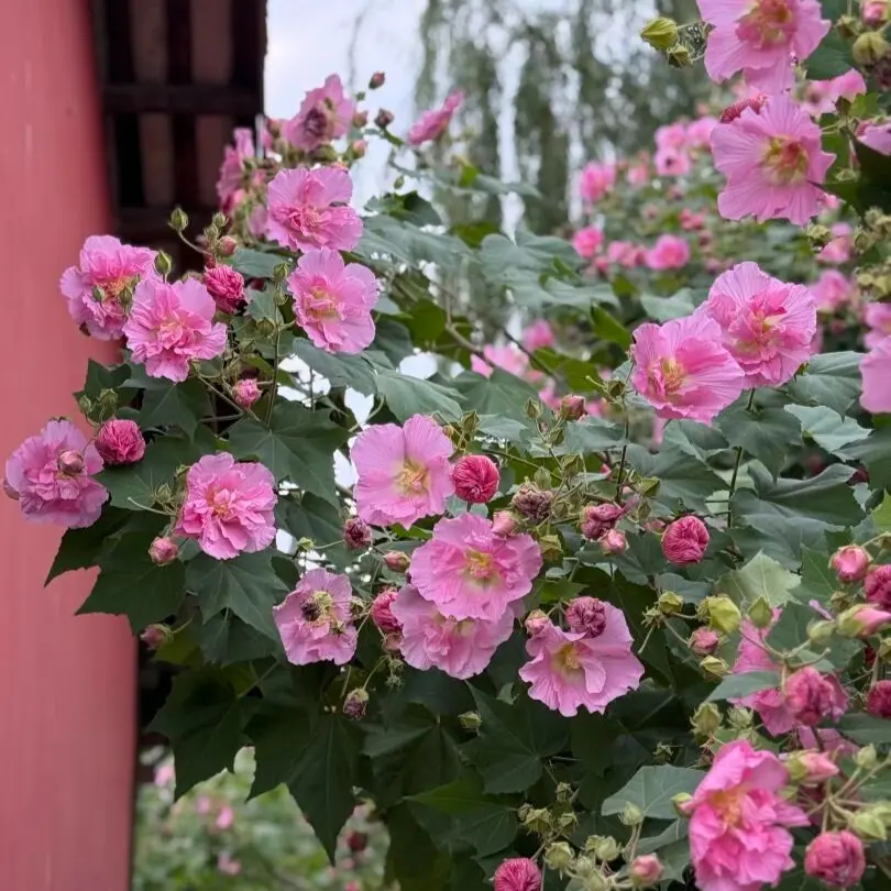 225pcs Hibiscus , outdoor perennial flowers, perennial ground cover plants, creeping lawns, outdoor indoor plants, flowers for planting, herbs, garden gardening, gifts from nature for plant lovers, local delivery
