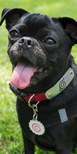 Naruto Akatsuki Cat Collars for Girl Cats, Boy Cats, Small Kitten Collar with Bell (Removable) | Officially Licensed Naruto Akatsuki Cloak Inspired Breakaway Cat Collars for Akatsuki Costume Itachi