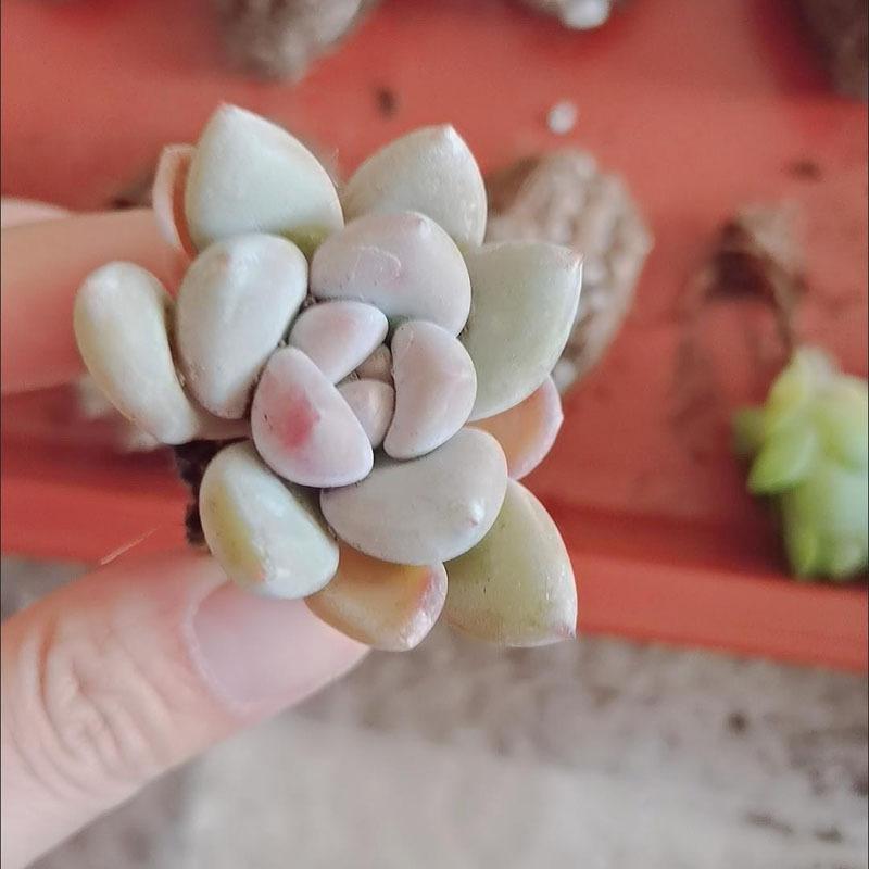 Succulent plant Sedum 15 pot set, dry and easy to raise, indoor desktop mini potted plant, bare root novice friendly