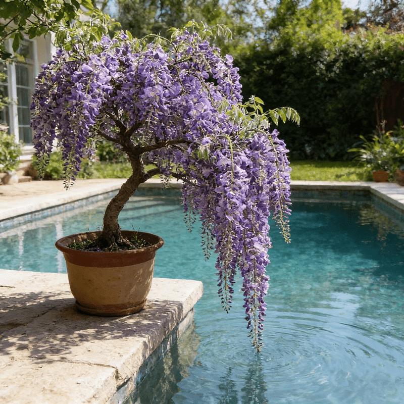 Wisteria seedlings, climbing Wisteria, suitable for gardens, easy to climb, garden flower wall scene, blooming green plants