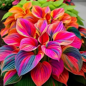 Multicolor Hosta Seeds (Over 1000 Pieces), Decorative Garden Variety, Ideal for Outdoor Landscaping with Vibrant Leaves & Summervibes