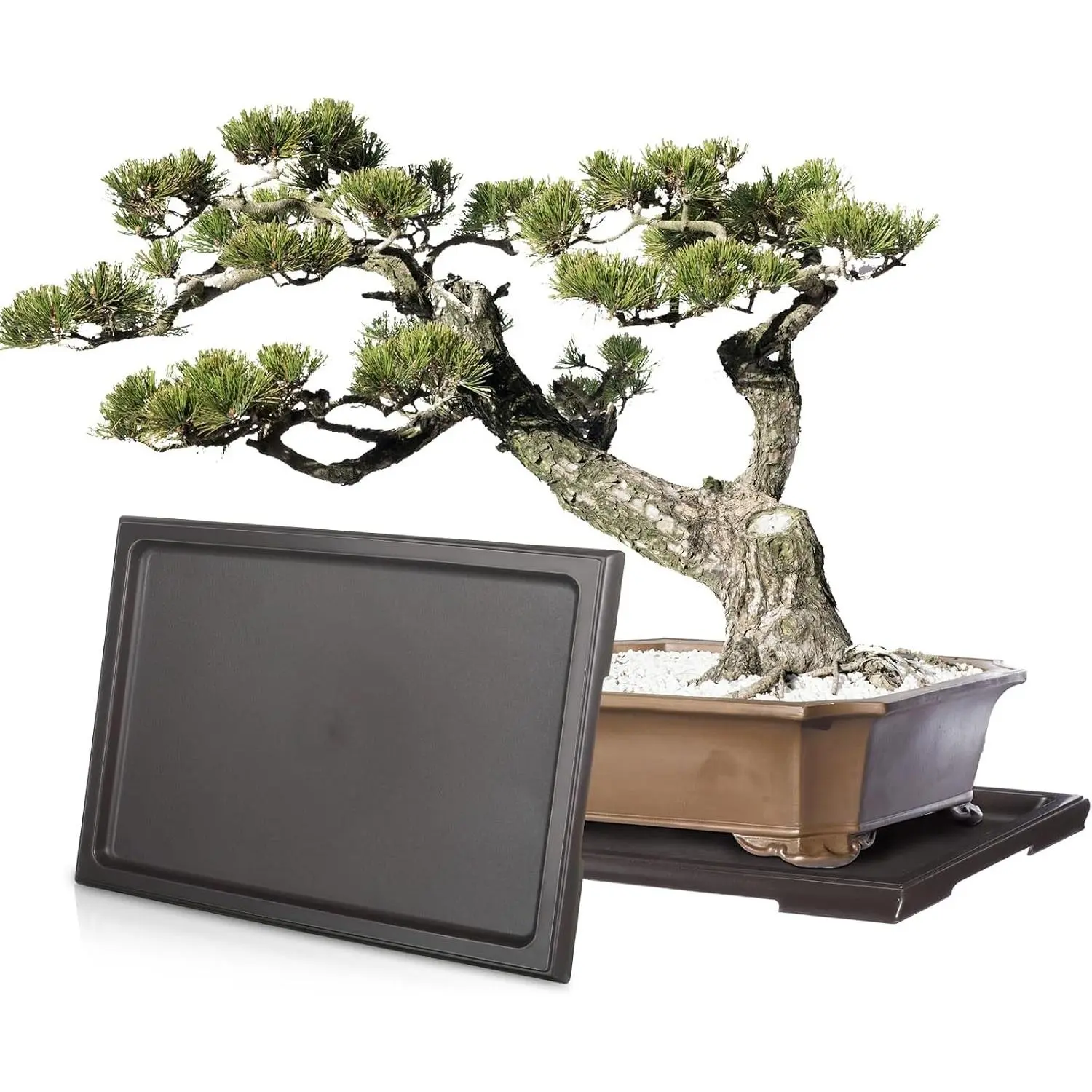 2 Pcs Bonsai Humidity Tray Rectangular Drip Tray Plastic Plant Water Catcher Plant Saucers for Indoors and Outdoors Cactus,Succulents,Bonsai Tree,Stone Not Included (11 x 8 Inch)
