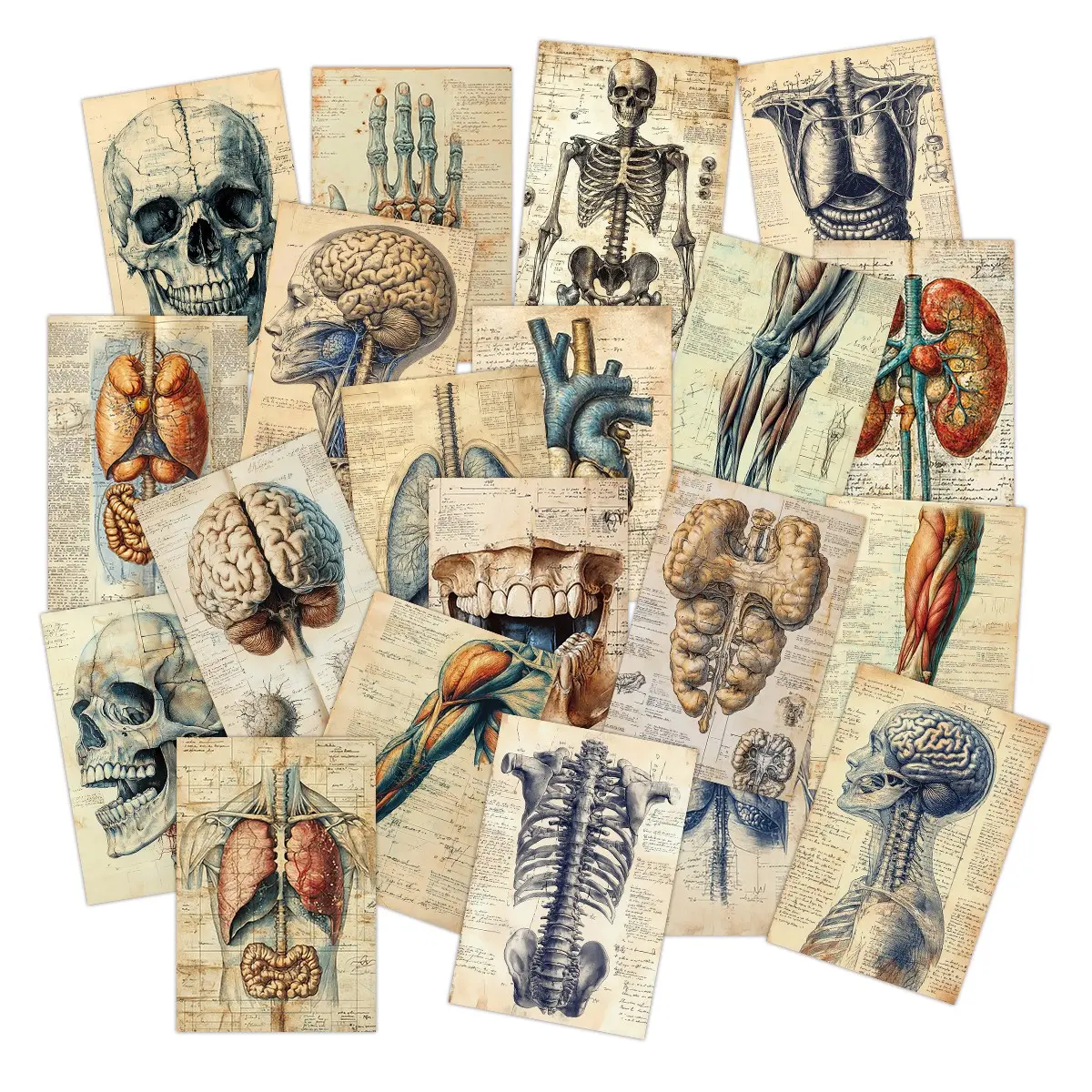 20 Vintage Human Anatomy Illustrations Postcards, 3.94*5.91 Inches Size, Ideal for Scrapbooking, Journal Decoration, Collectible Art Cards, Retro Medical Cutout Paper