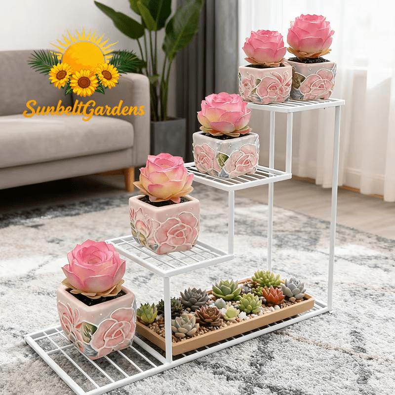 Mountain pink peach rose succulent plant, easy to grow for beginners, drought-resistant, beautiful, suitable for window sills, tabletops and balconies, easy care, no pressure, the first choice for gifts