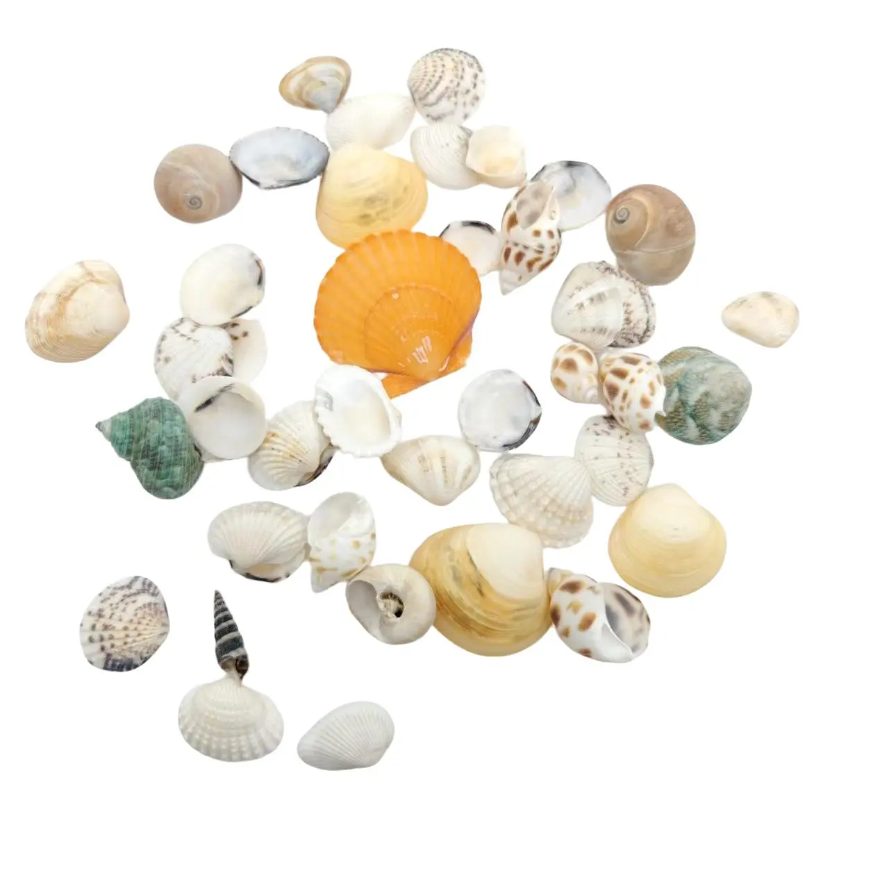 95g Bag Mixed Seashell Assortment, Small Seashells for Aquarium Decor, DIY Shell Wind Chimes, Holiday Decoration, Fish Tank Micro Landscape